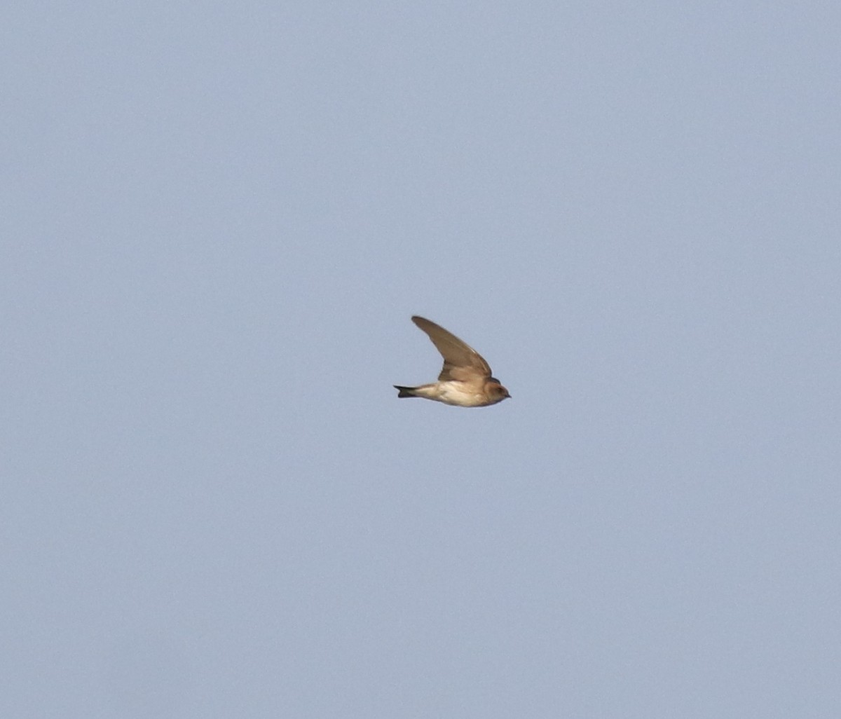 Streak-throated Swallow - ML620405392