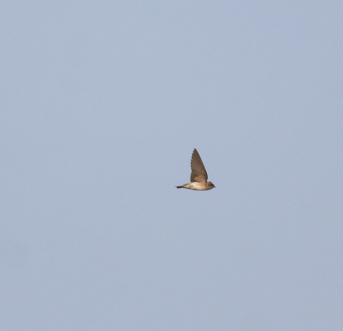 Streak-throated Swallow - ML620405393