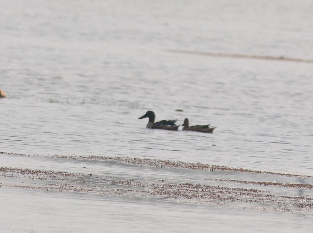 Northern Shoveler - ML620405408