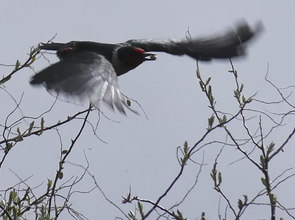 Lewis's Woodpecker - ML620405419