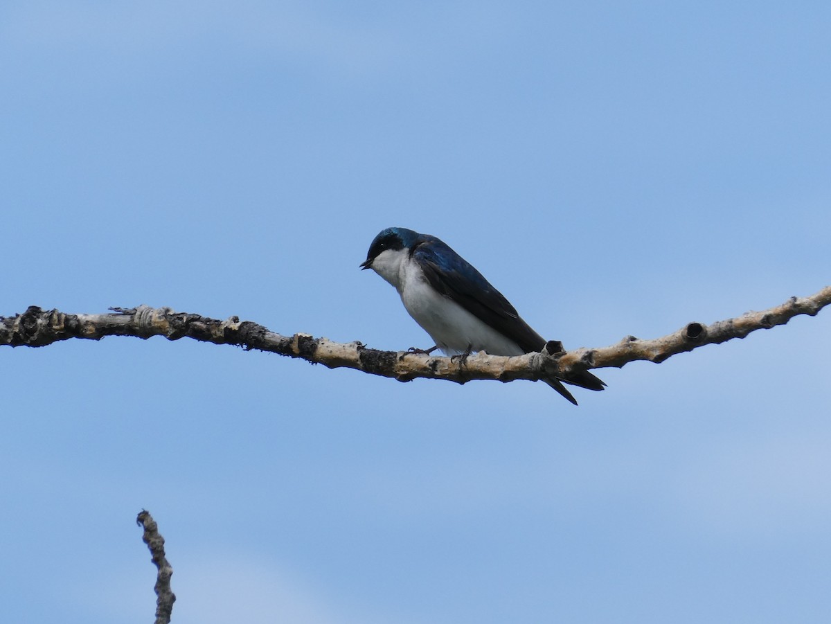 Golondrina Bicolor - ML620405425