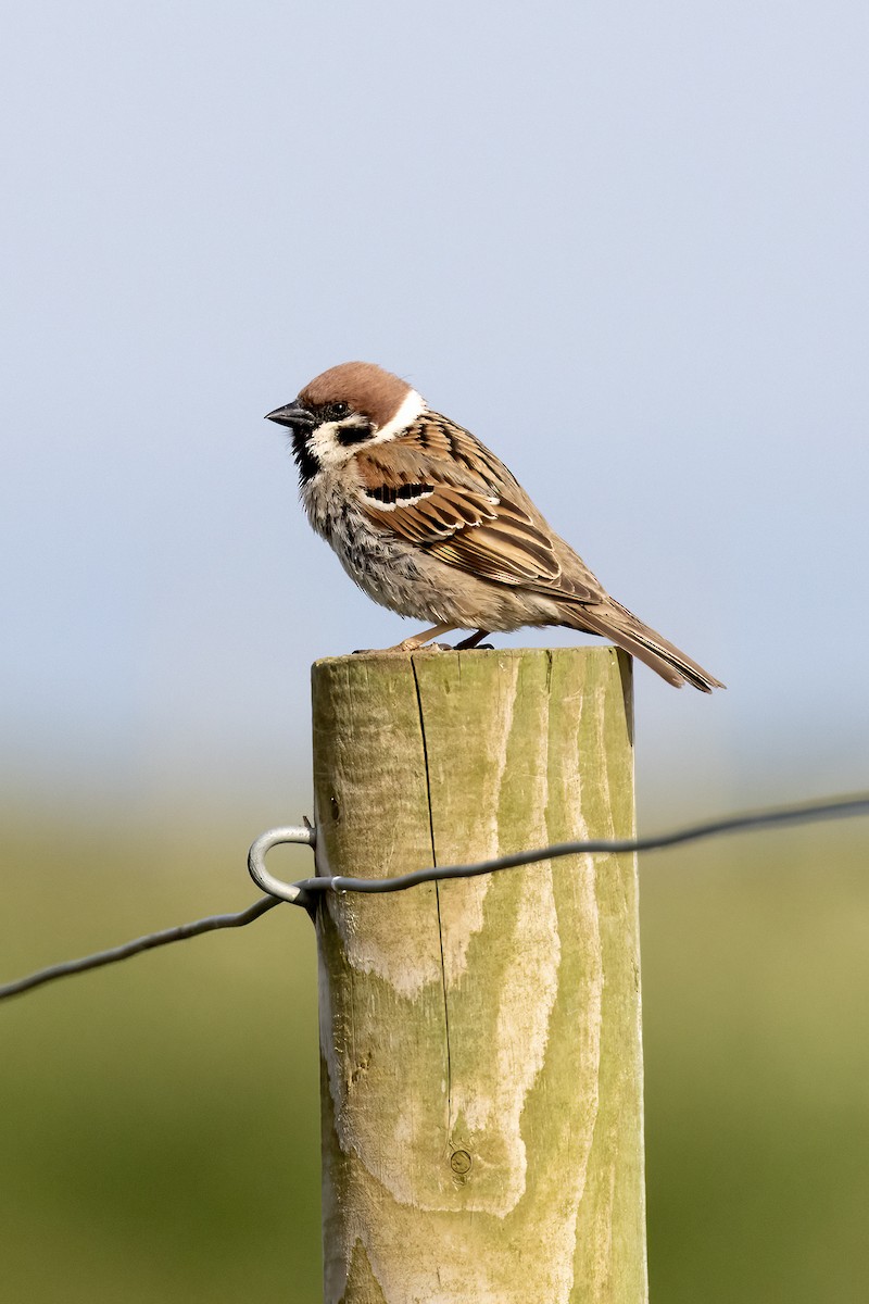 Eurasian Tree Sparrow - ML620405427