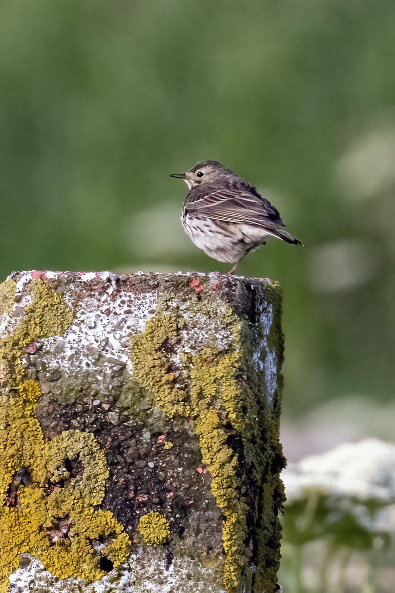 Meadow Pipit - ML620405432