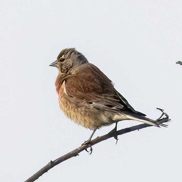 Eurasian Linnet - ML620405435