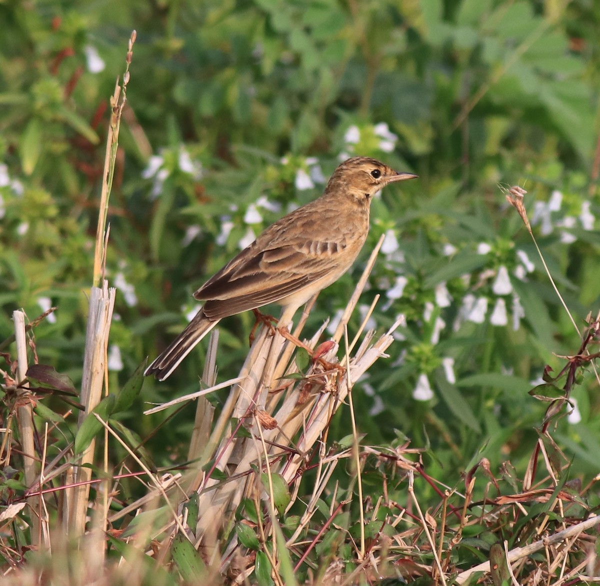 Paddyfield Pipit - ML620405450