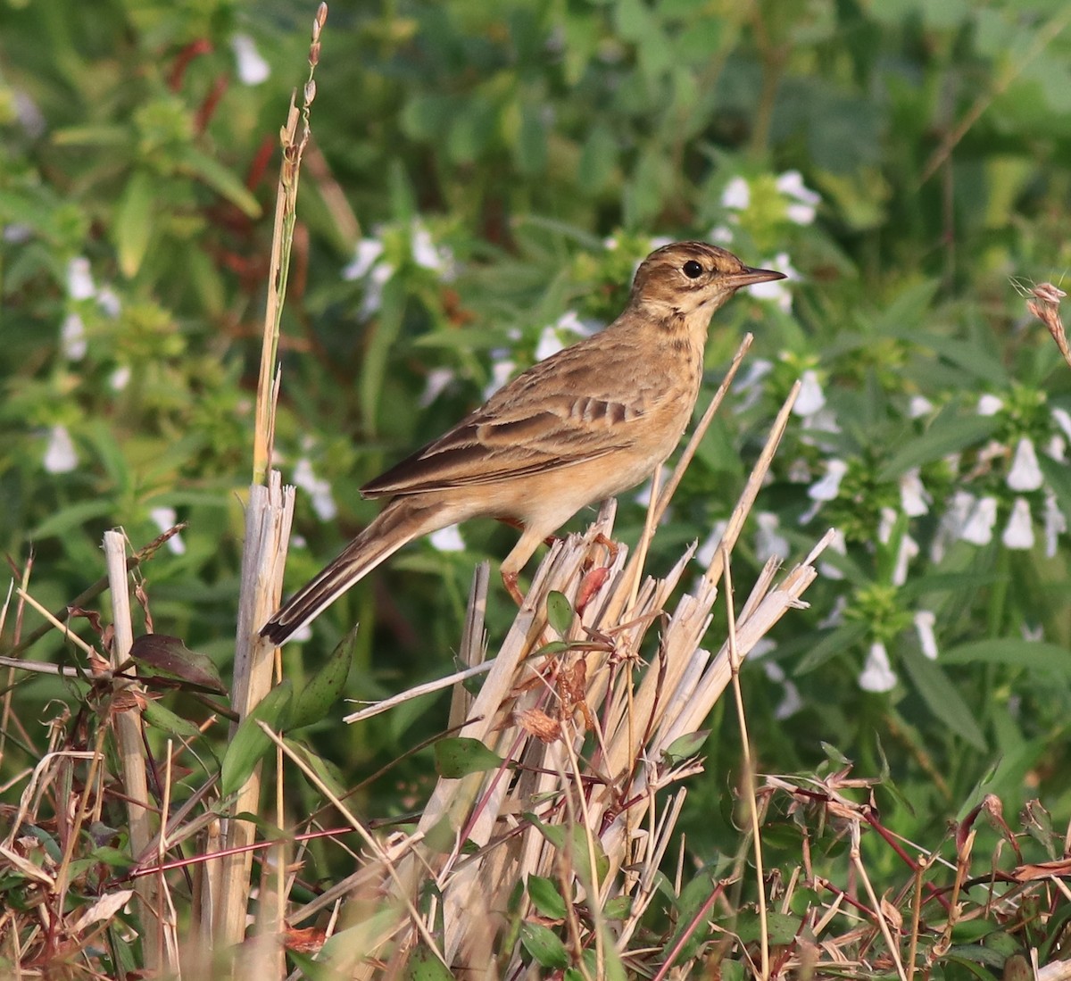 Paddyfield Pipit - ML620405452