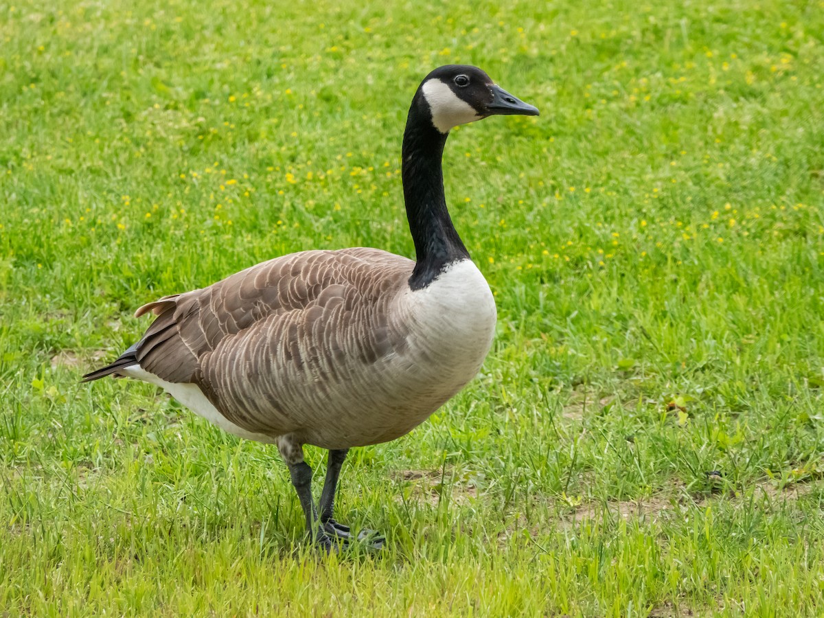 Canada Goose - ML620405459