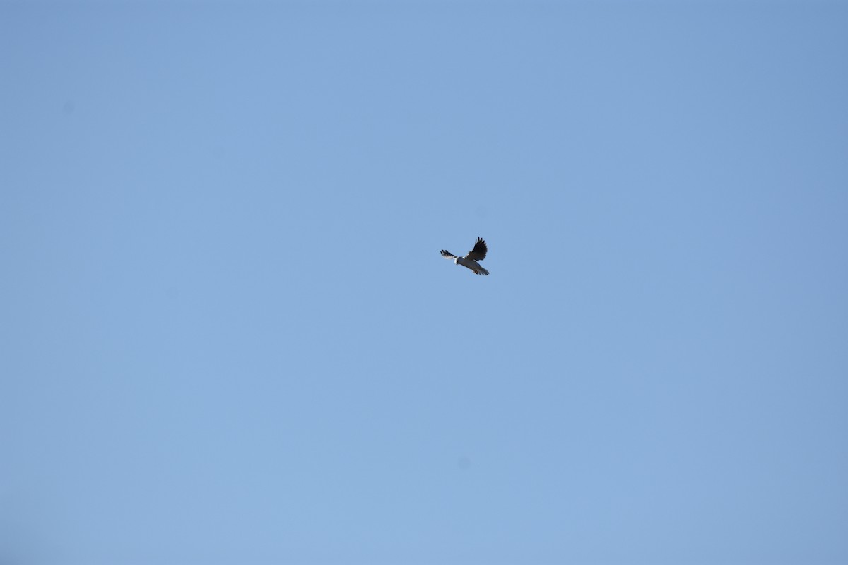 Black-shouldered Kite - ML620405461