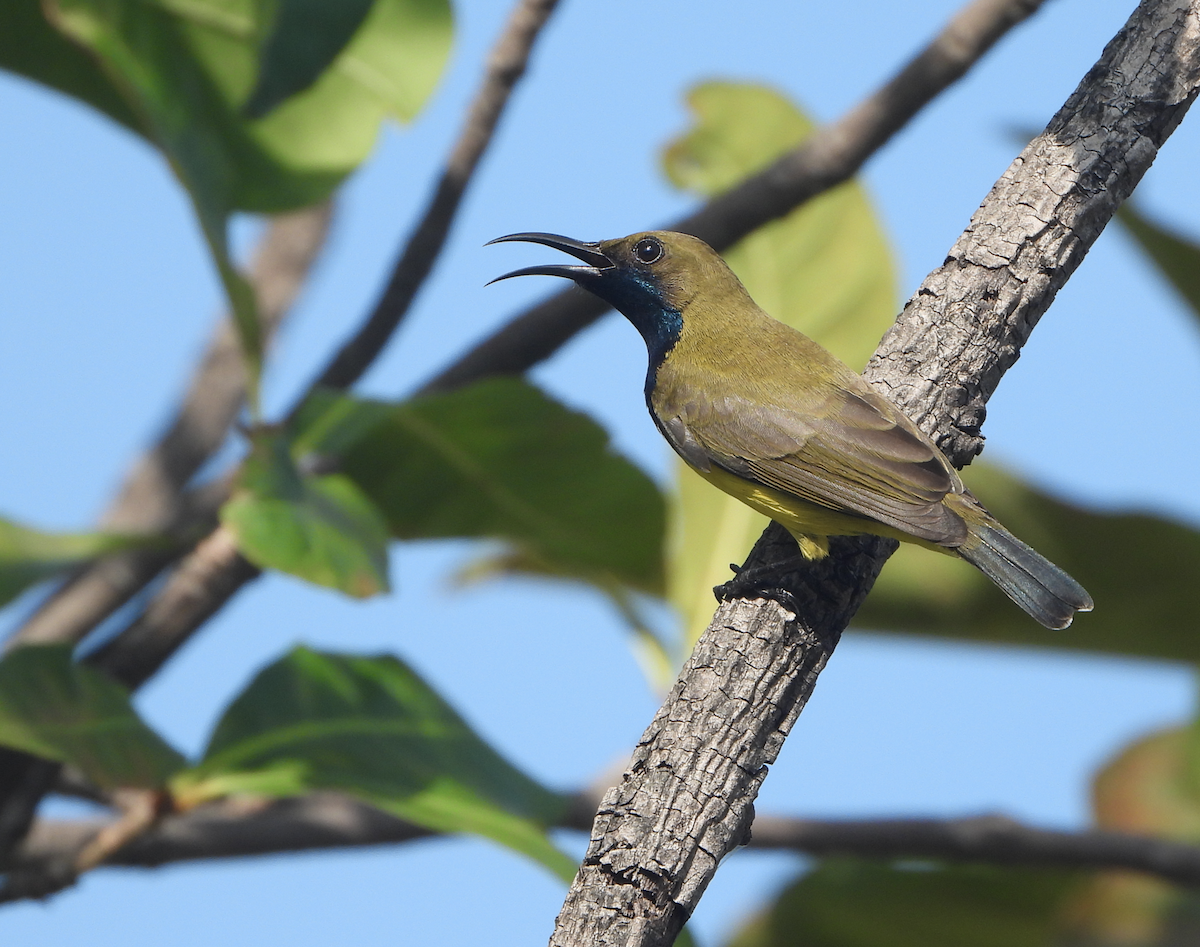 Ornate Sunbird - ML620405475