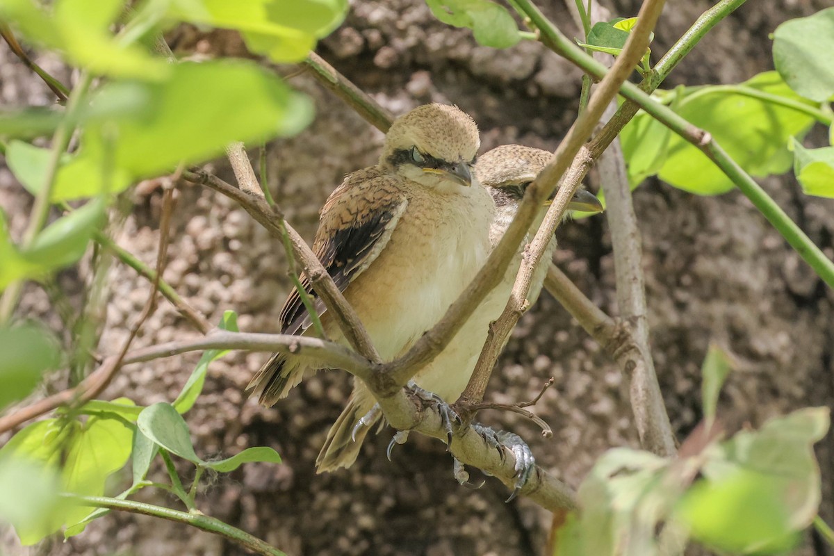 Long-tailed Shrike - ML620405481