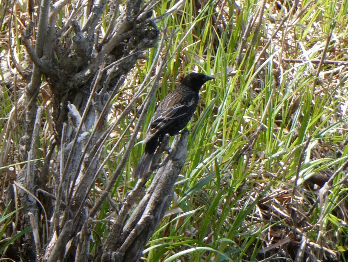 Red-winged Blackbird - ML620405483