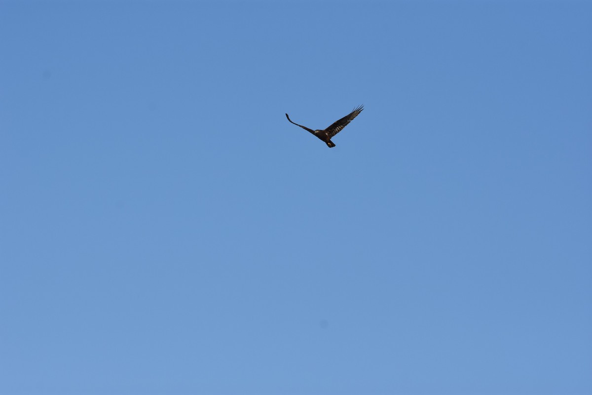 Swamp Harrier - Cajsa Knutson Lording