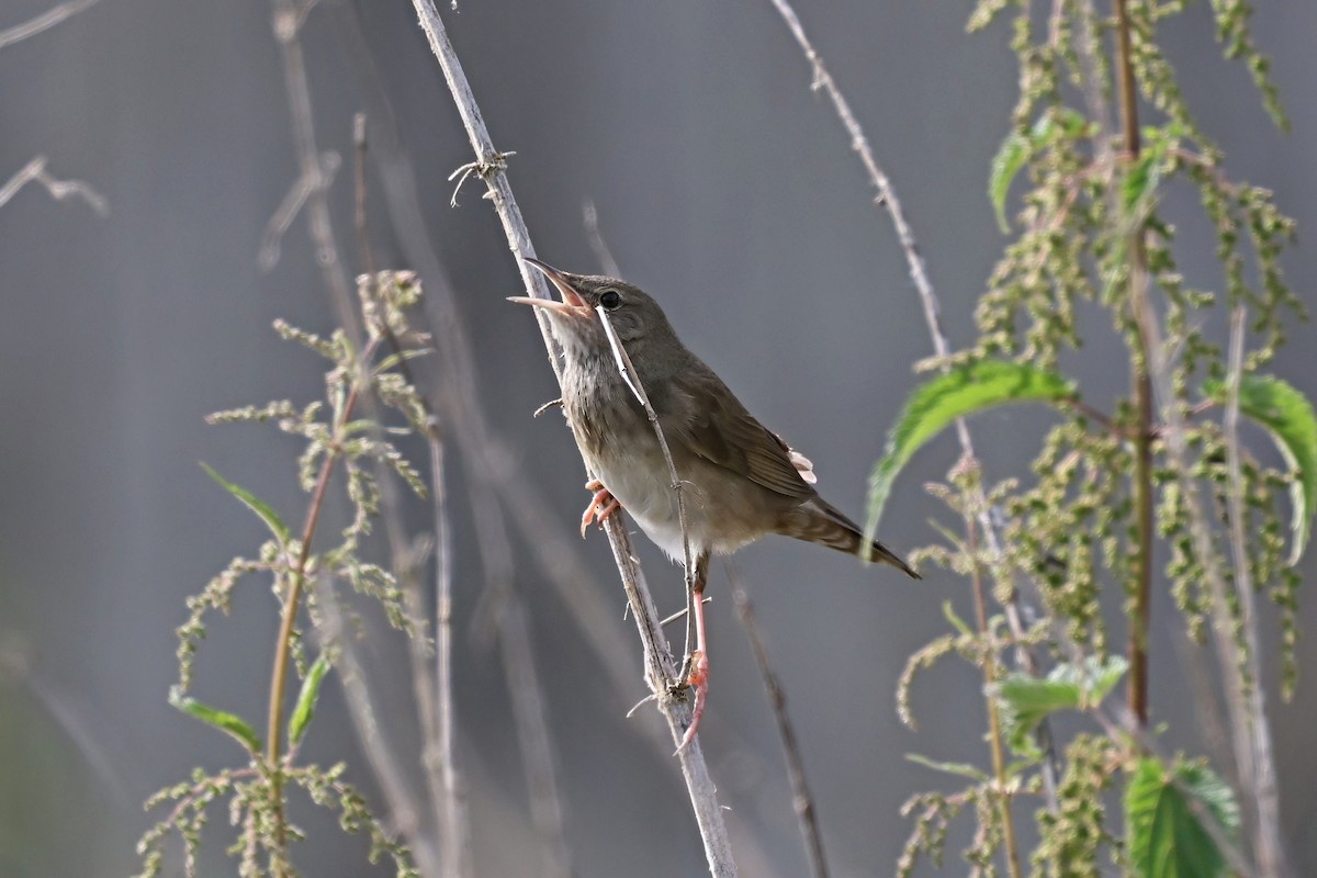 River Warbler - Michal Bouček