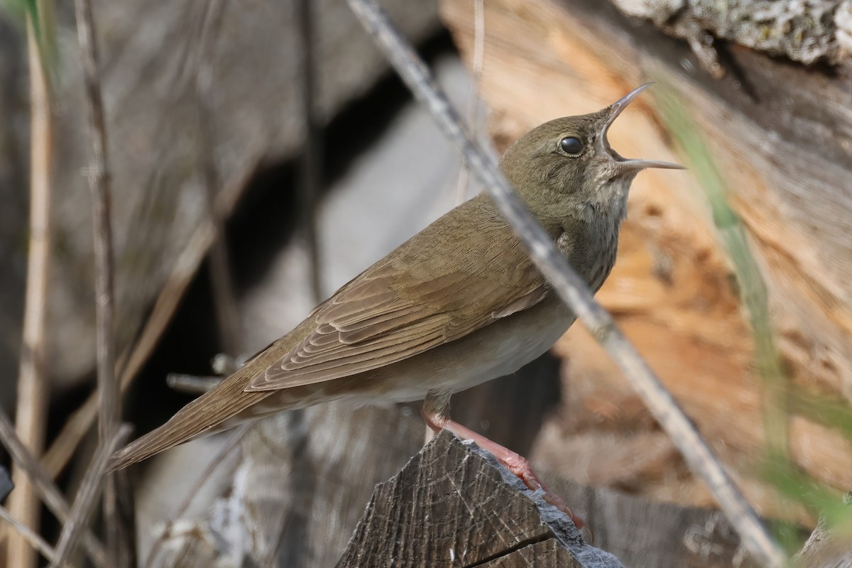 River Warbler - Michal Bouček