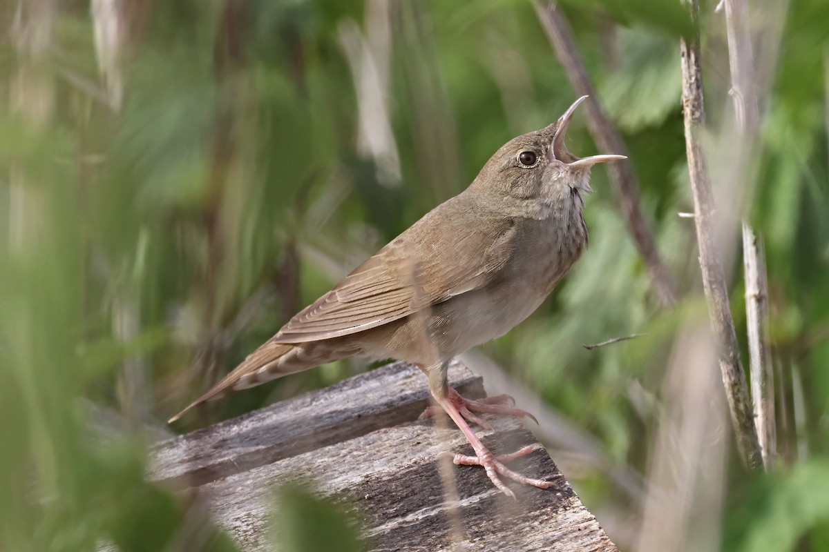 River Warbler - ML620405494