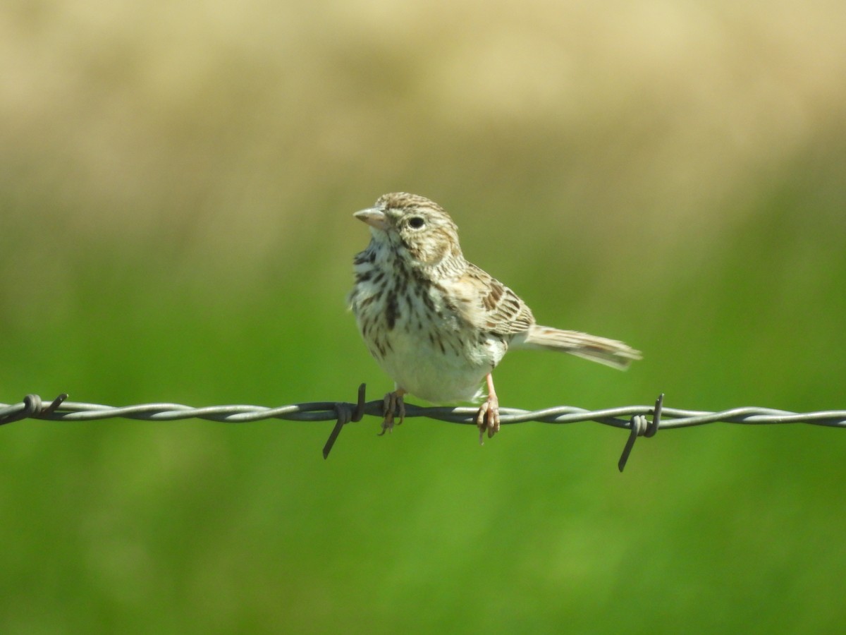 Vesper Sparrow - ML620405502