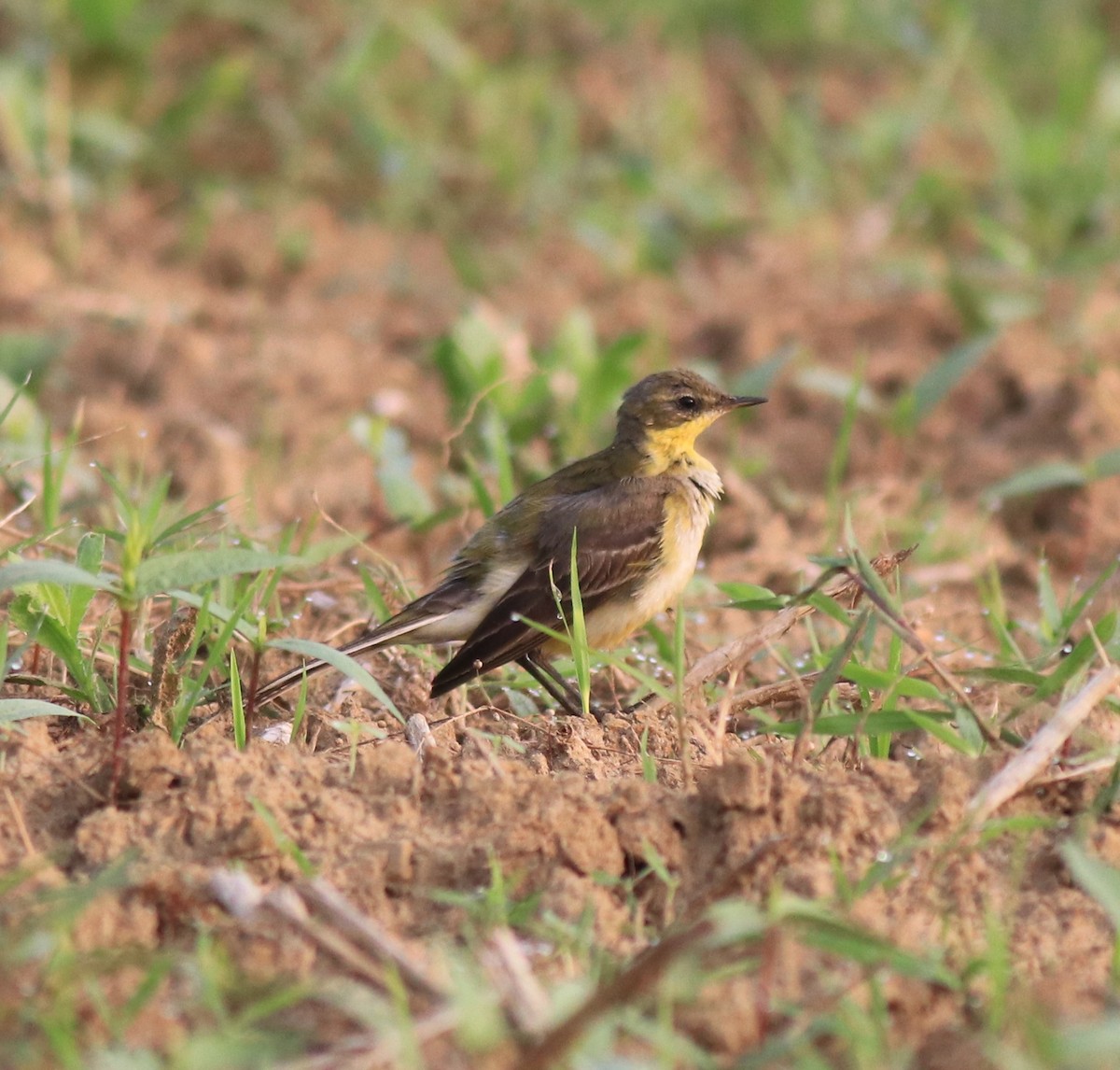 Western Yellow Wagtail - ML620405512