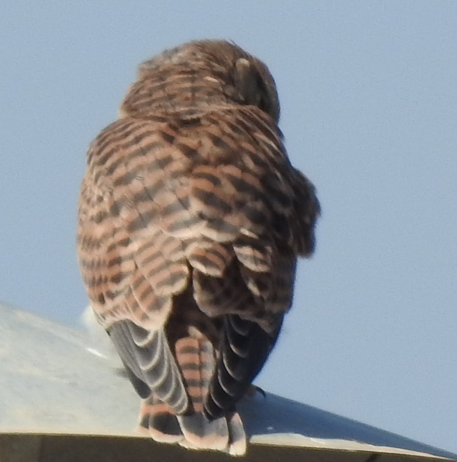 Eurasian Kestrel - ML620405521