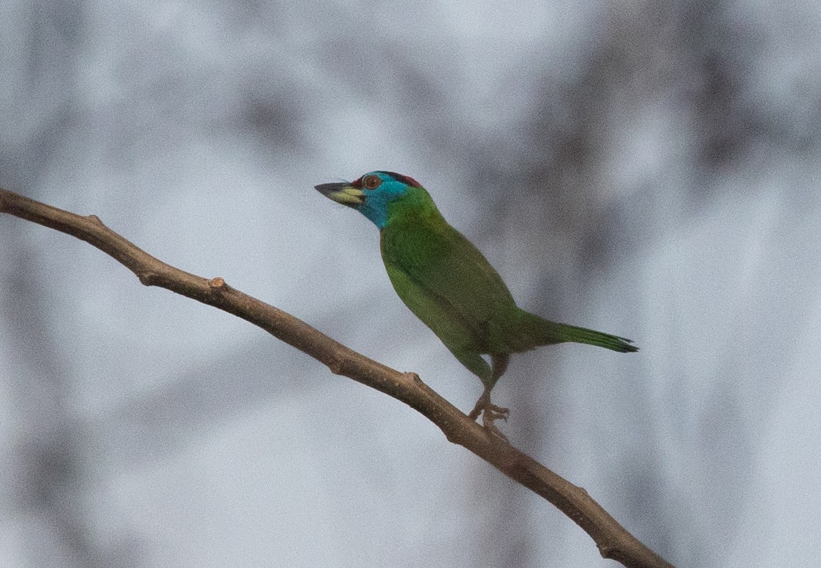 Blauwangen-Bartvogel - ML620405530