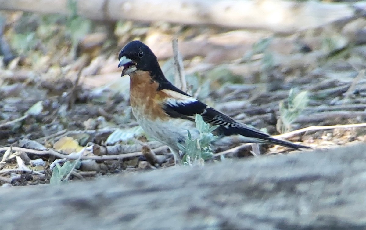 Brambling - ML620405532