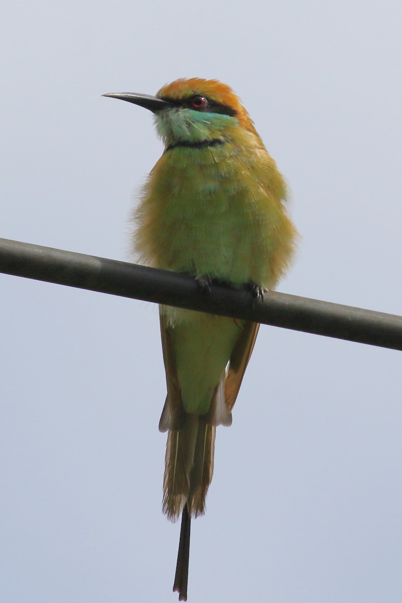 Asian Green Bee-eater - ML620405537