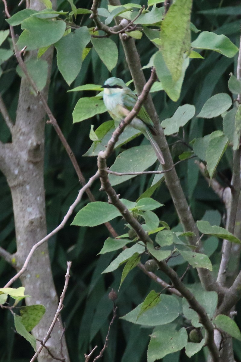 Asian Green Bee-eater - ML620405539