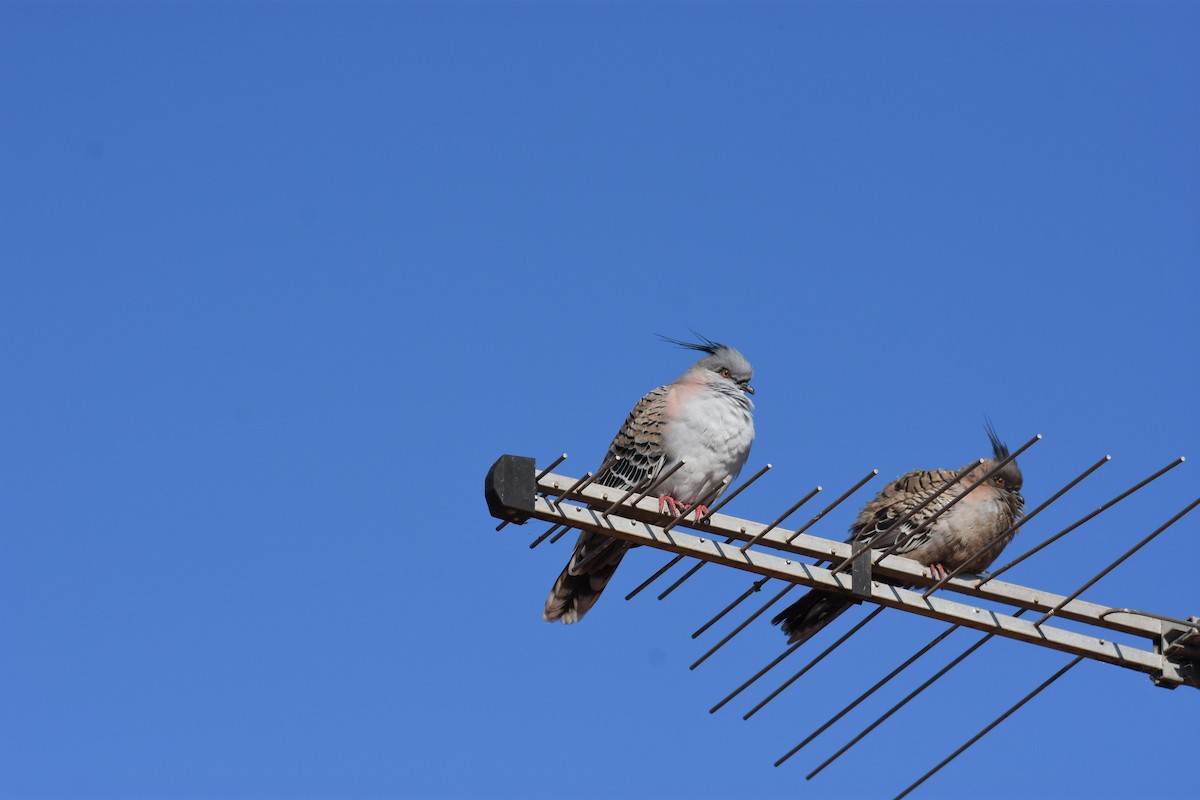 Crested Pigeon - ML620405540
