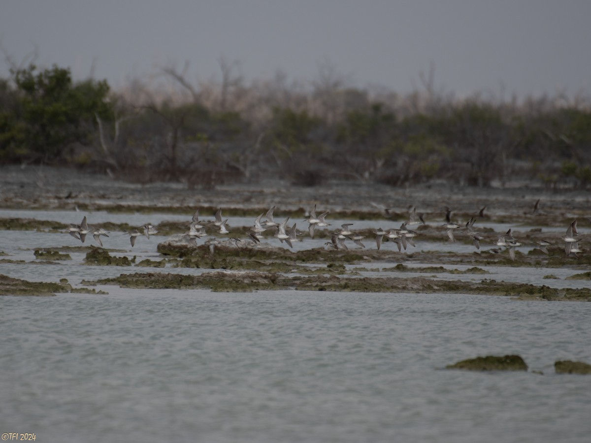 Red Knot - ML620405541