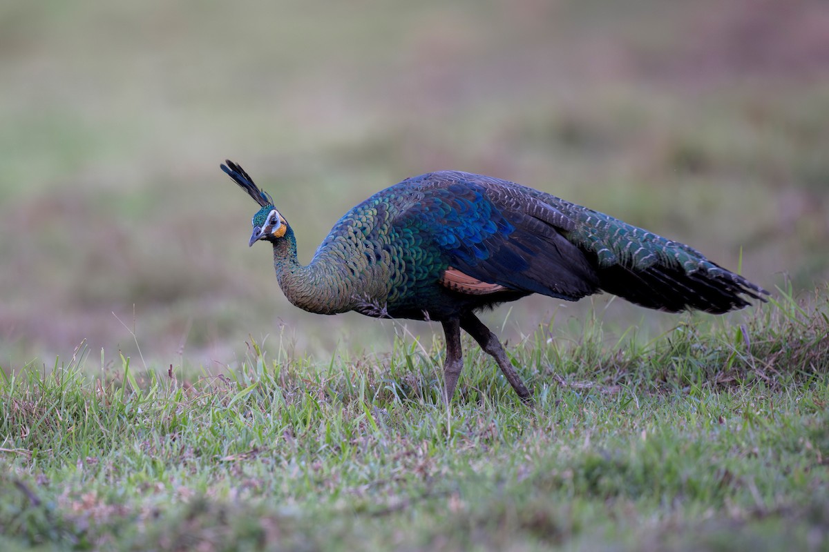 Green Peafowl - ML620405551