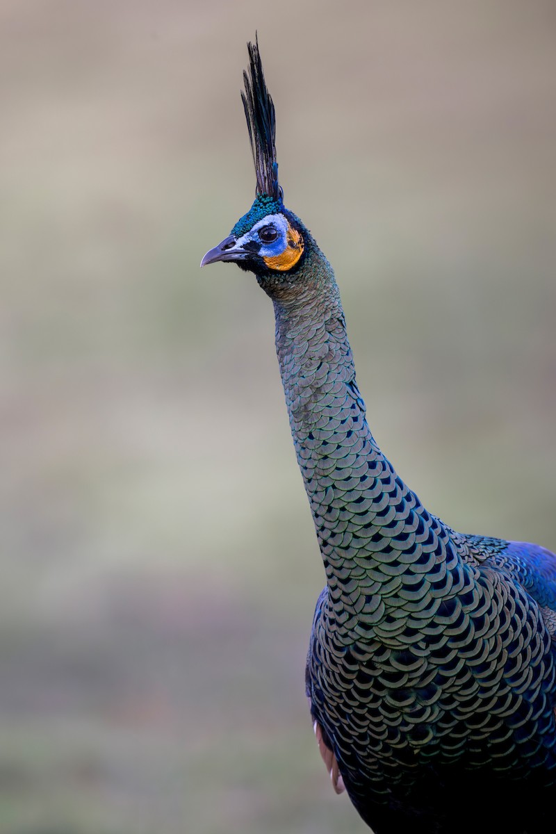 Green Peafowl - ML620405555