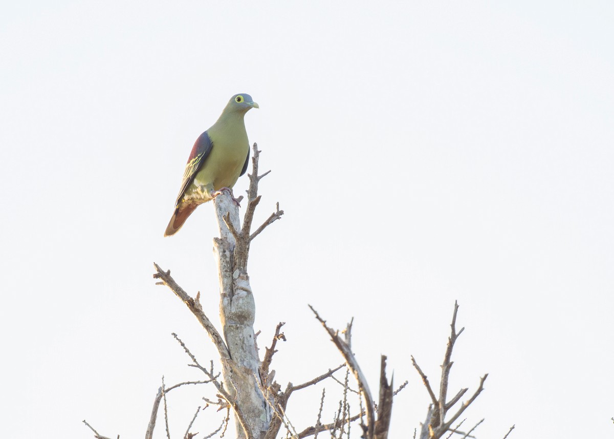 Gray-cheeked Green-Pigeon - ML620405560