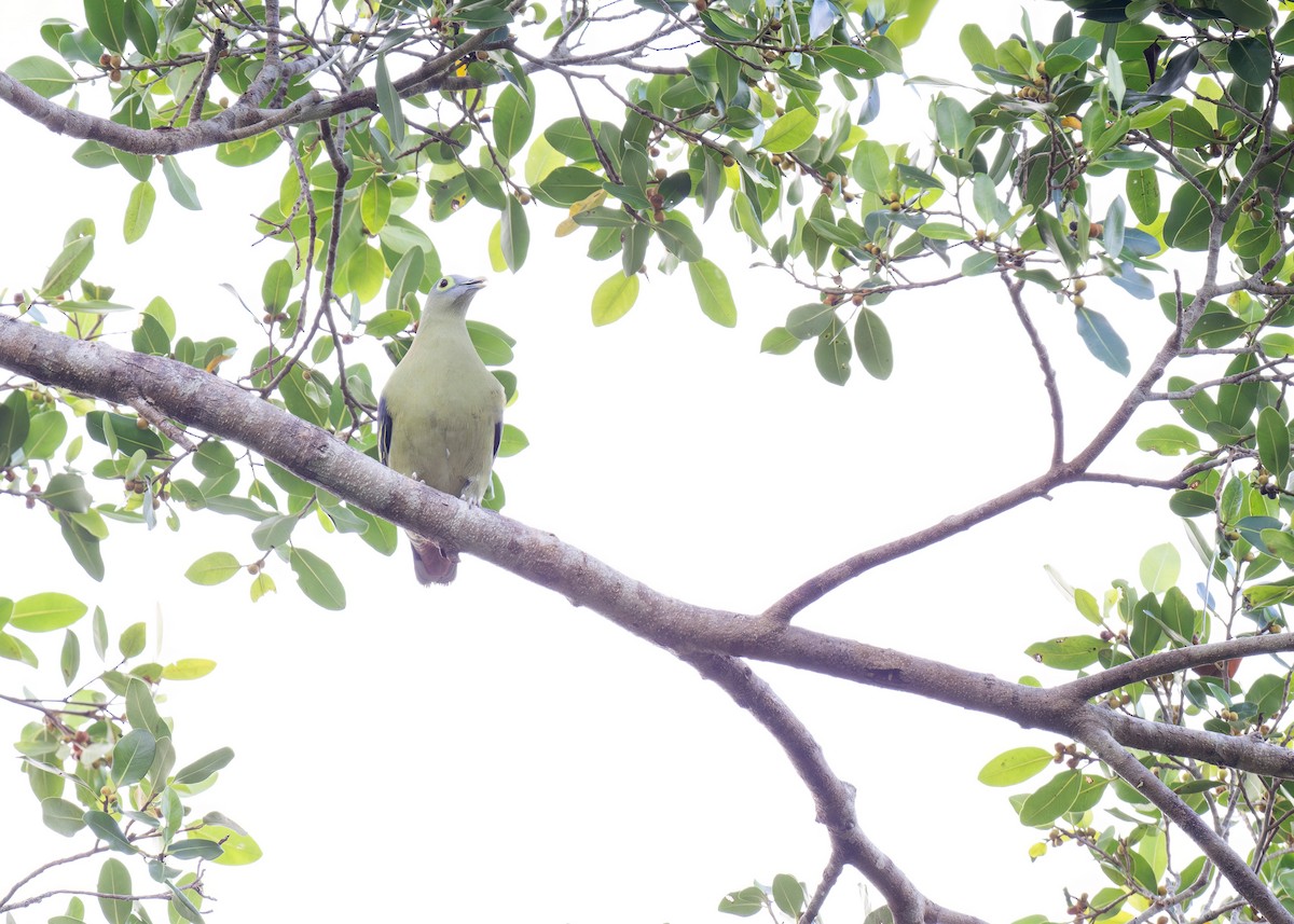 Gray-cheeked Green-Pigeon - ML620405561