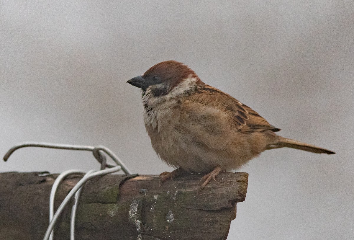 Eurasian Tree Sparrow - ML620405563
