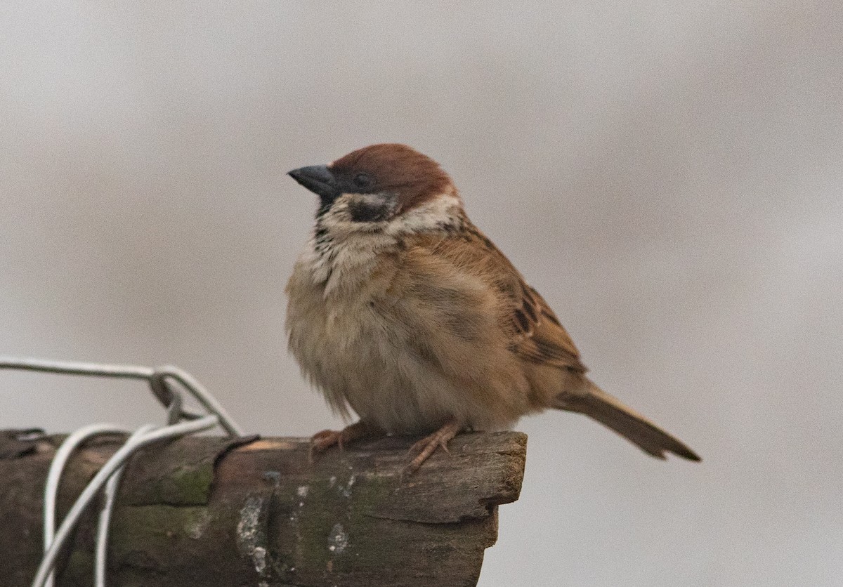 Eurasian Tree Sparrow - ML620405564