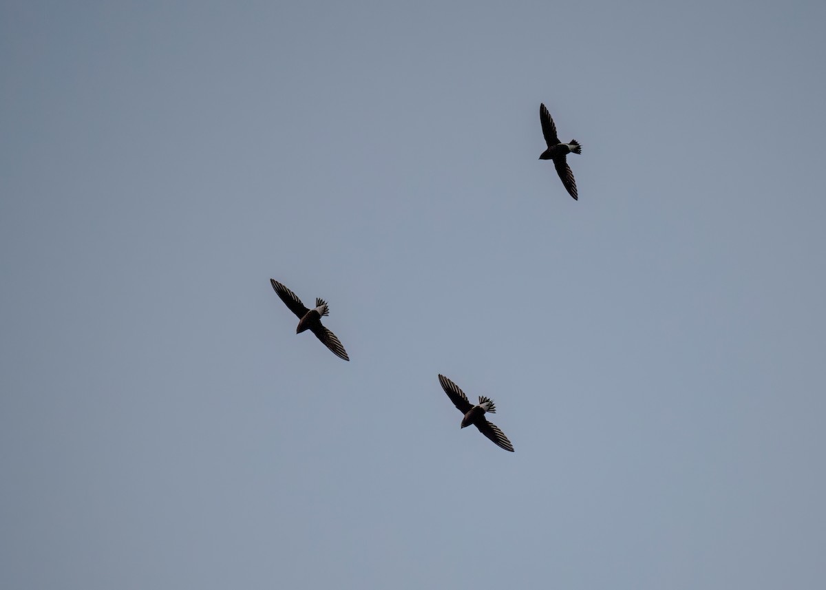 Brown-backed Needletail - ML620405568