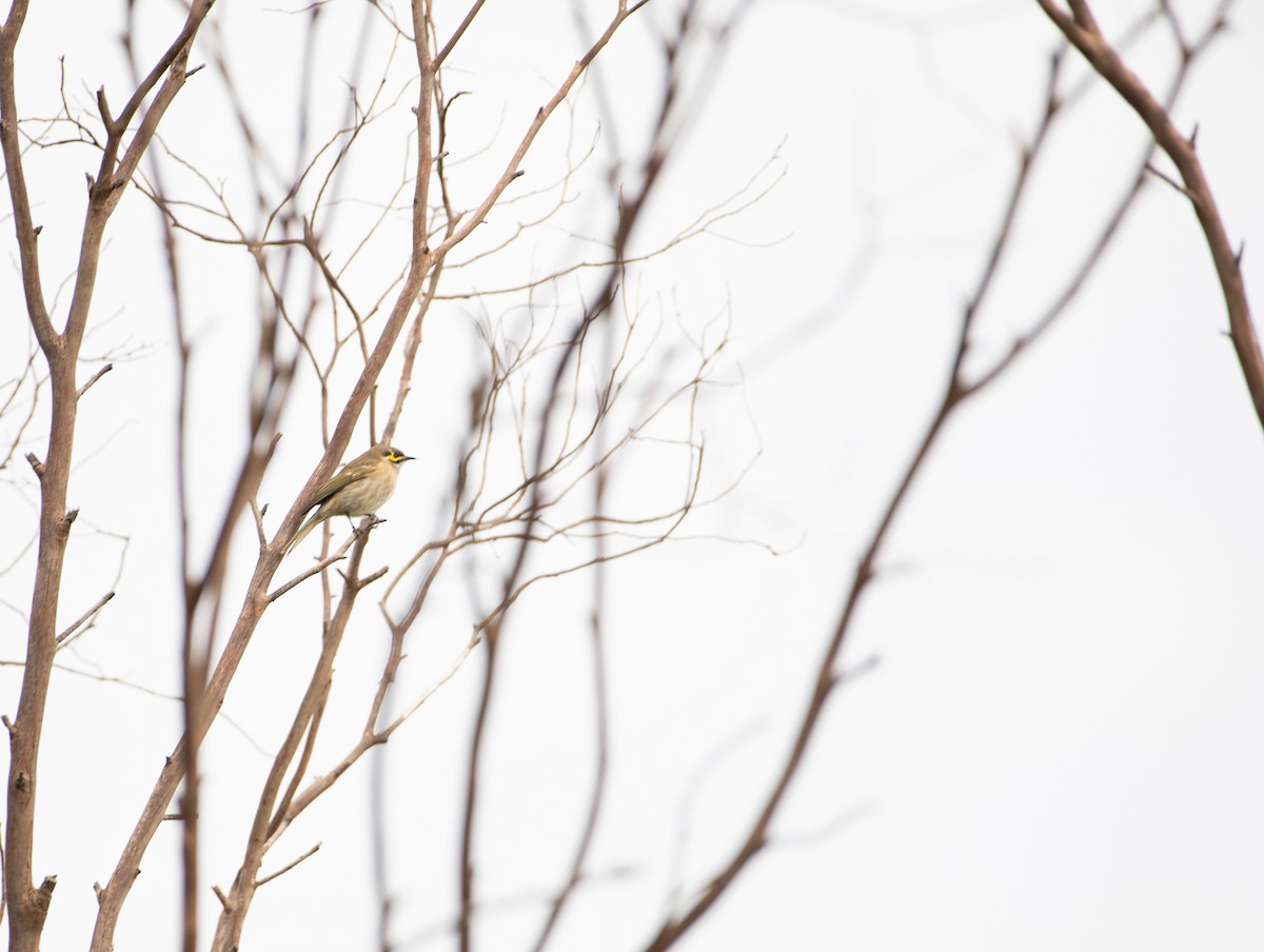 Yellow-faced Honeyeater - Aidan Powell