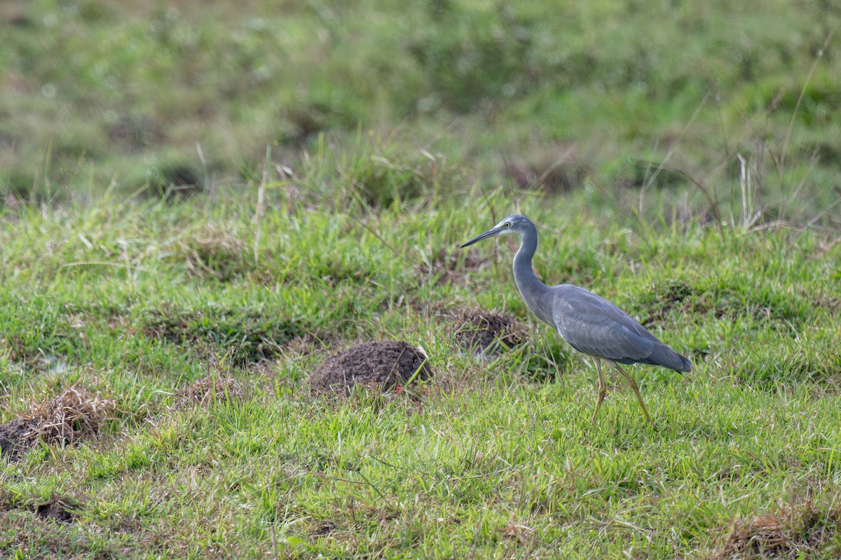 White-faced Heron - Heyn de Kock