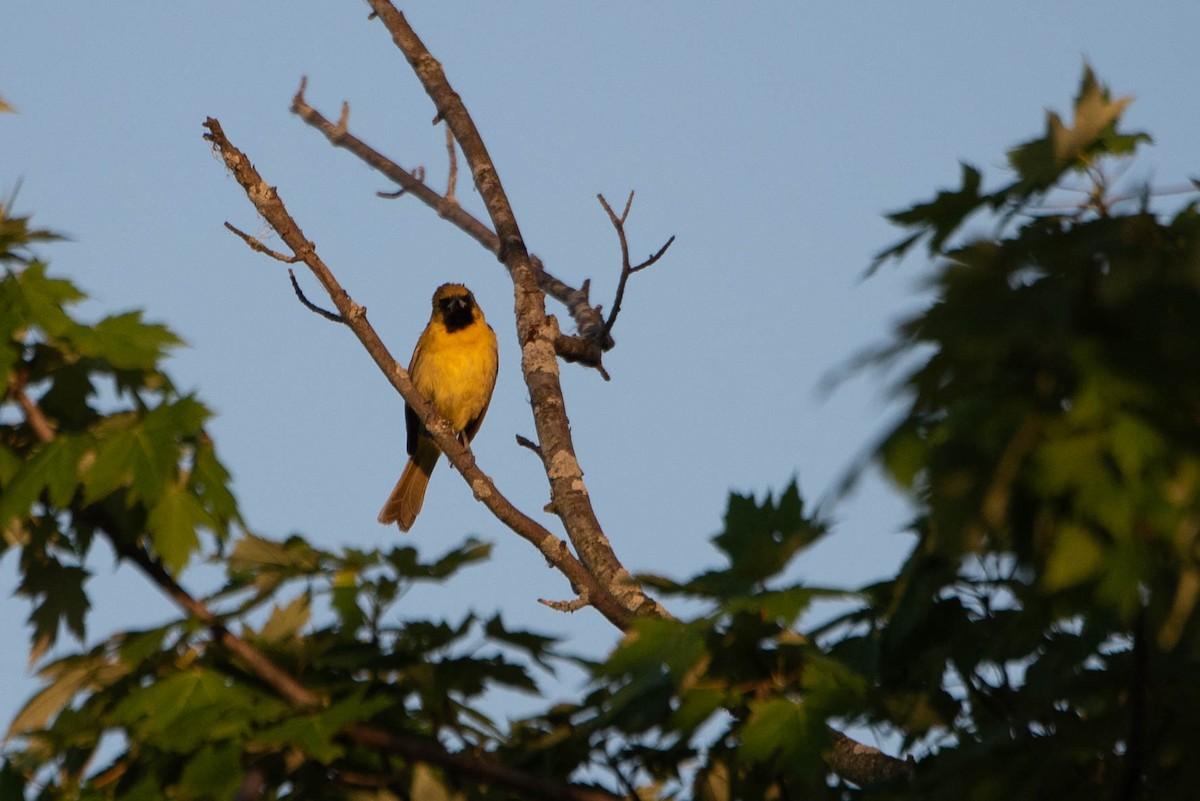 Orchard Oriole - ML620405582