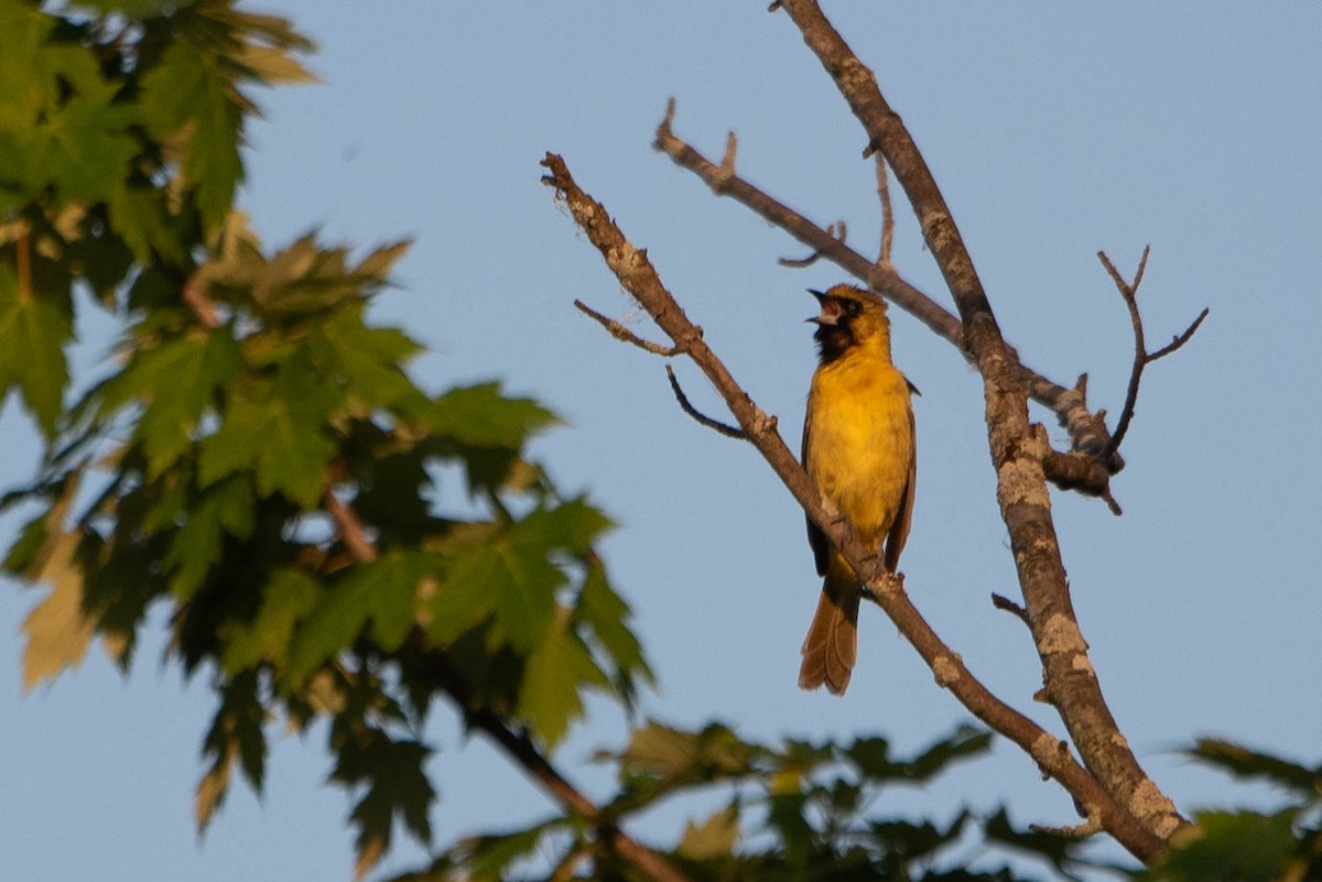 Orchard Oriole - ML620405583