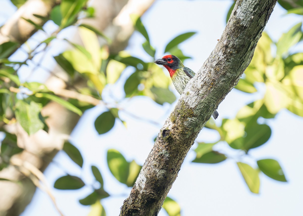 Coppersmith Barbet - ML620405584