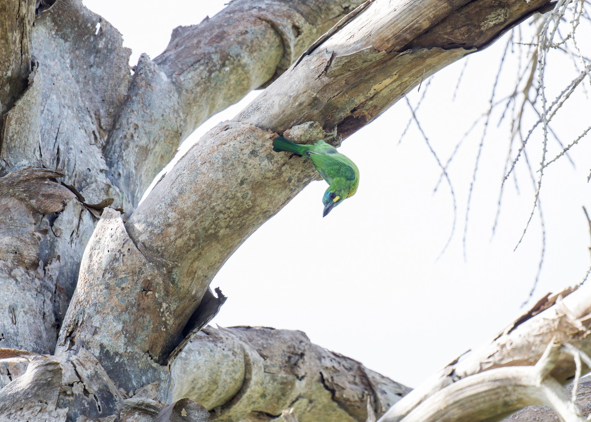 Küçük Yeşil Barbet - ML620405591