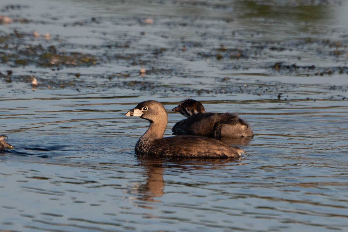 Pied-billed Grebe - ML620405592