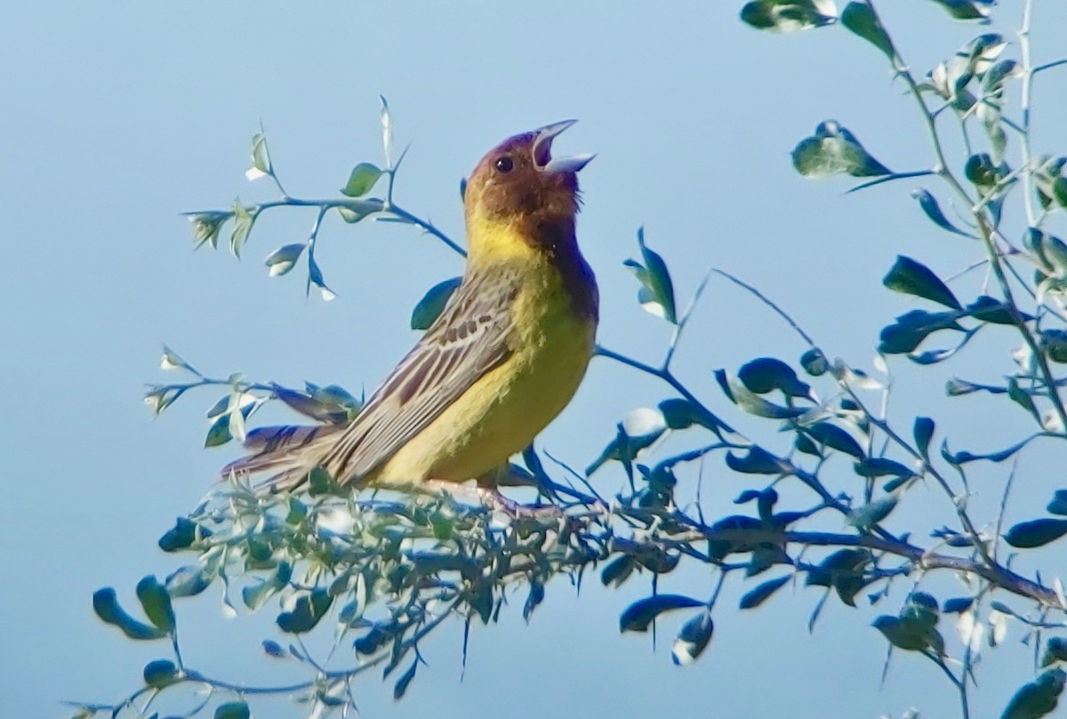 Red-headed Bunting - ML620405599