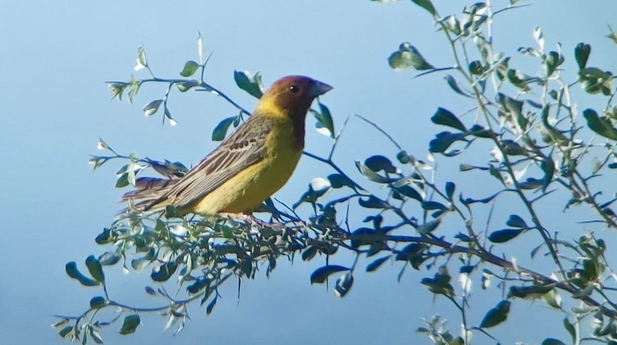 Red-headed Bunting - ML620405601