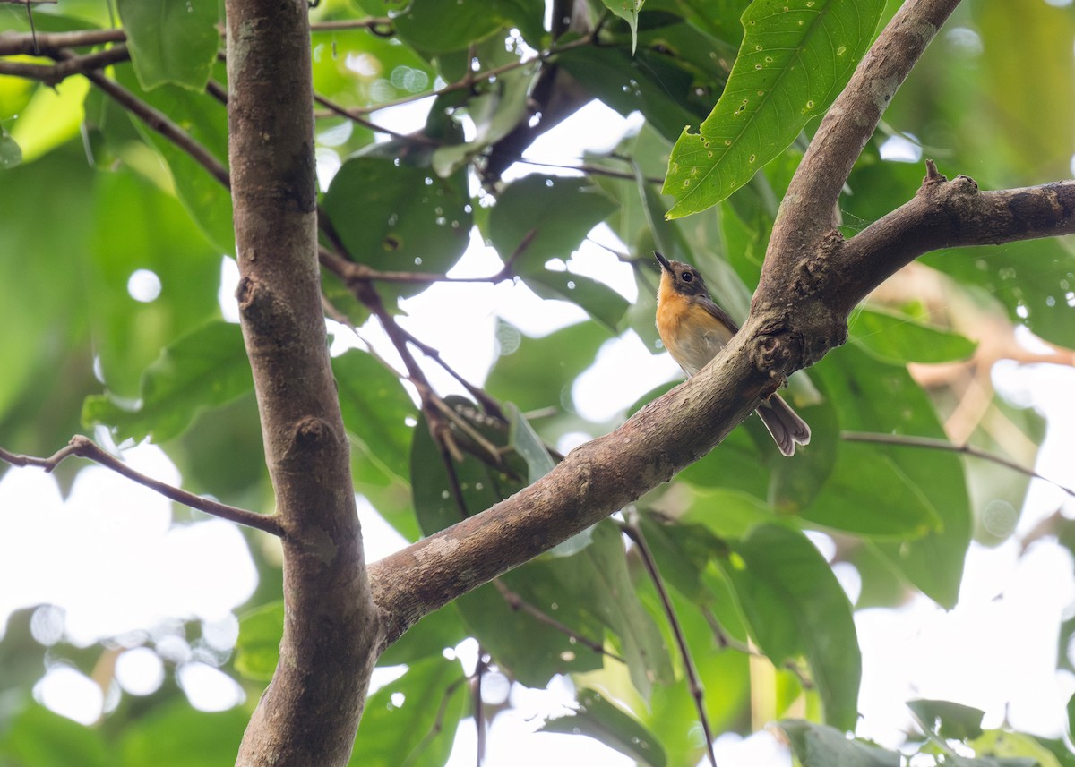 Javan Blue Flycatcher - ML620405624