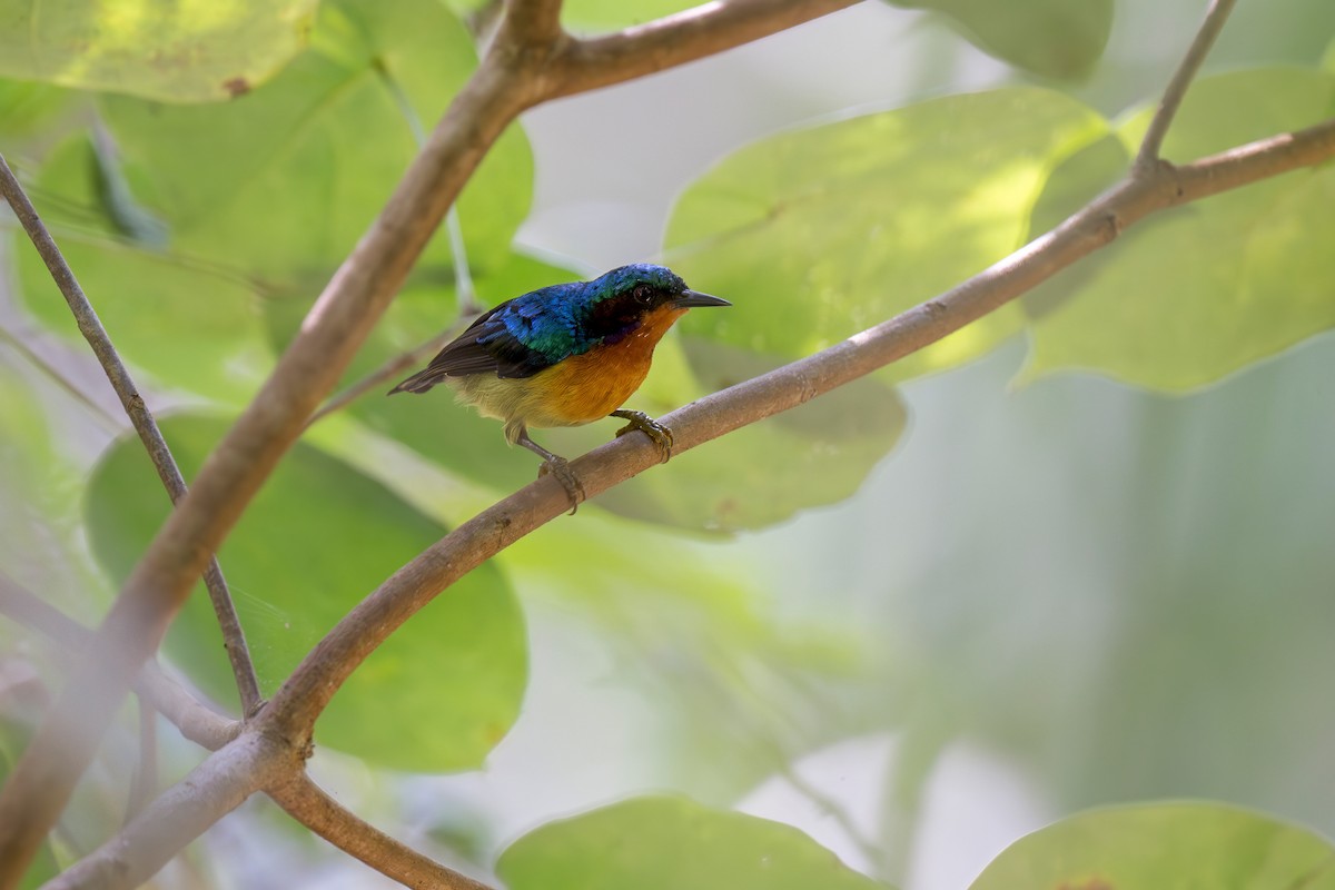 Ruby-cheeked Sunbird - ML620405628