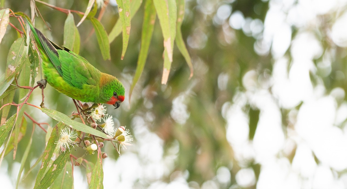 Little Lorikeet - ML620405631