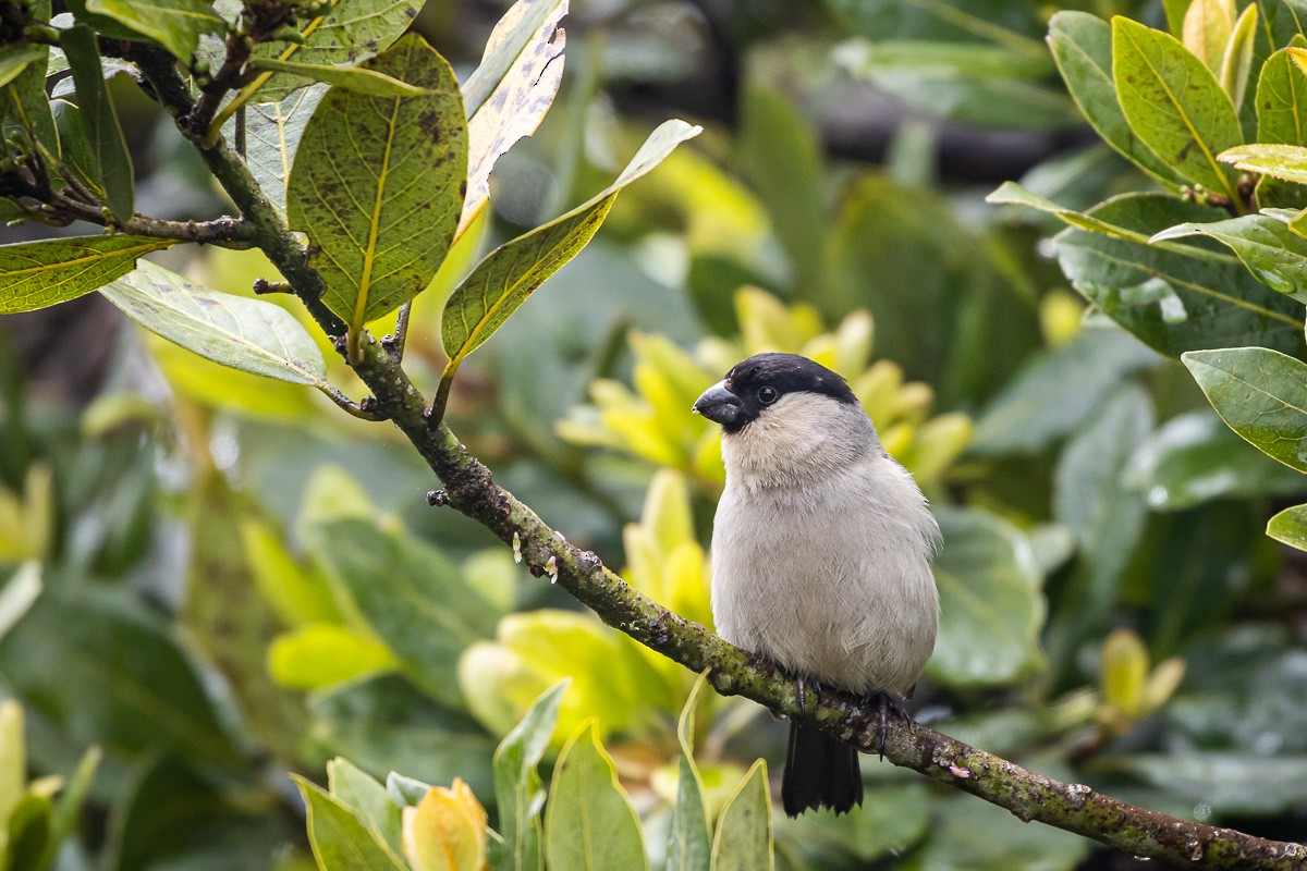 Azores Bullfinch - ML620405634