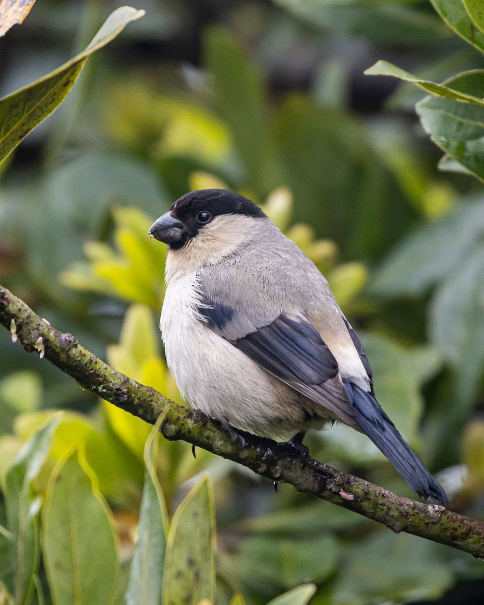 Azores Bullfinch - ML620405635