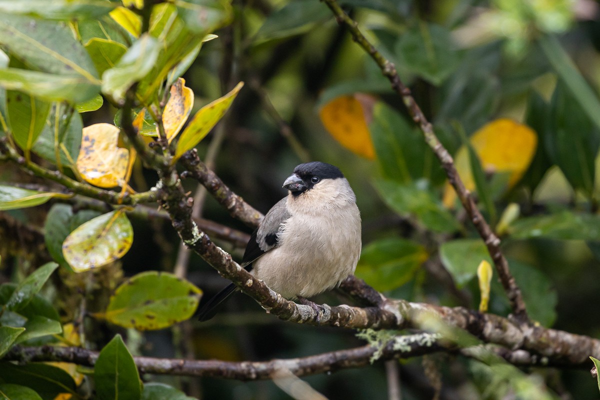 Azores Bullfinch - ML620405636